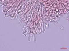 Clitocybula abundans