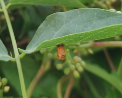Harmonia axyridis