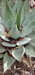 Agave parryi