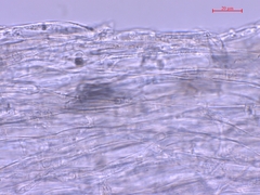 Clitocybula abundans