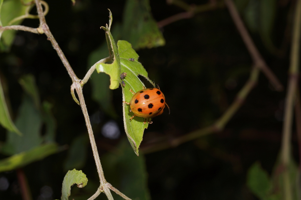 Oides Sp Oides decempunctata from 中国江西省南昌市青山湖区 on July 29, 2021 at 12:59 PM by ...