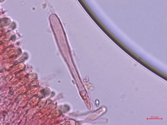 Clitocybula abundans