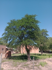 Gonopterodendron sarmientoi