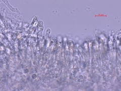 Clitocybula abundans