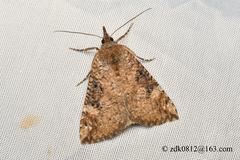 Hypena tristalis