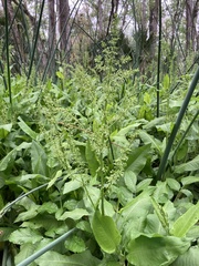 Rumex verticillatus
