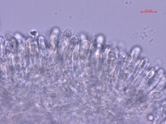 Clitocybula abundans