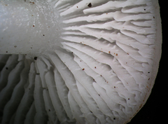 Clitocybula abundans