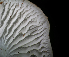 Clitocybula abundans