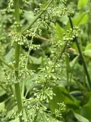 Rumex verticillatus