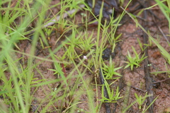 Utricularia minutissima