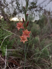 Gladiolus emiliae