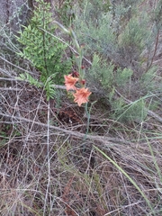 Gladiolus emiliae