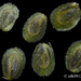 Corispermum puberulum - Photo (c) zdk0812, algunos derechos reservados (CC BY-NC)
