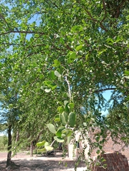 Gonopterodendron sarmientoi