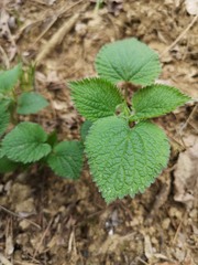 Lamium orvala