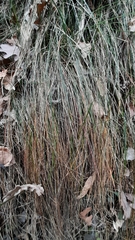 Festuca flavescens