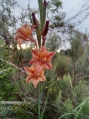 Gladiolus emiliae