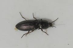 Selatosomus aeneus