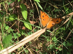 Junonia almana javana