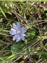 Pinguicula caerulea