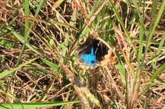 Junonia orithya wallacei