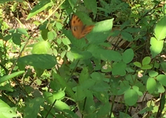 Junonia almana javana