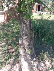 Gonopterodendron sarmientoi