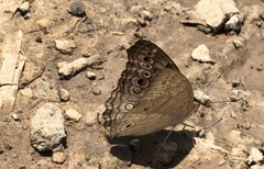 Junonia atlites atlites