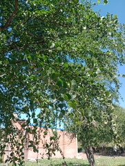 Gonopterodendron sarmientoi