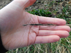 Elymus athericus