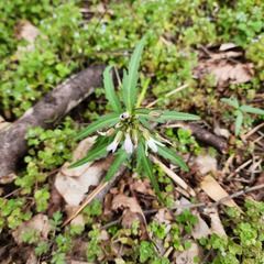Cardamine concatenata