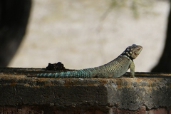Sceloporus cyanogenys