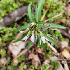 Cardamine concatenata