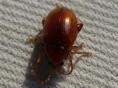 Neocrepidodera ferruginea