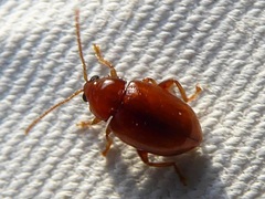Neocrepidodera ferruginea