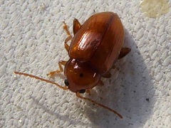 Neocrepidodera ferruginea