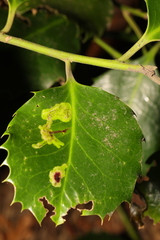 Phytomyza ilicis
