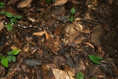 Oxyrhopus petolarius