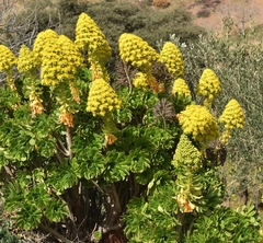 Aeonium arboreum