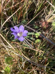 Pinguicula caerulea