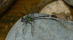 Erpetogomphus constrictor