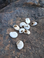 Sonorella allynsmithi