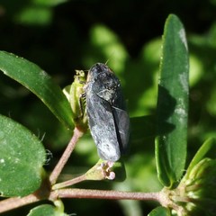Negosiana dualis