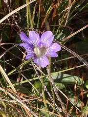 Pinguicula caerulea