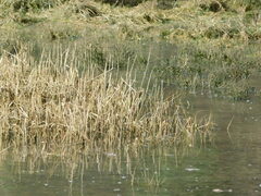 Phragmites australis australis