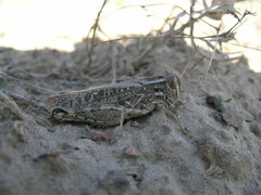 Calliptamus barbarus