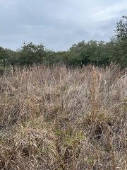 Andropogon glomeratus