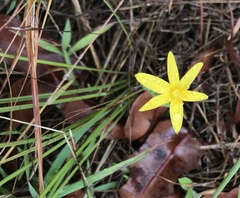 Hypoxis hygrometrica