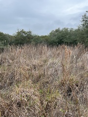 Andropogon glomeratus